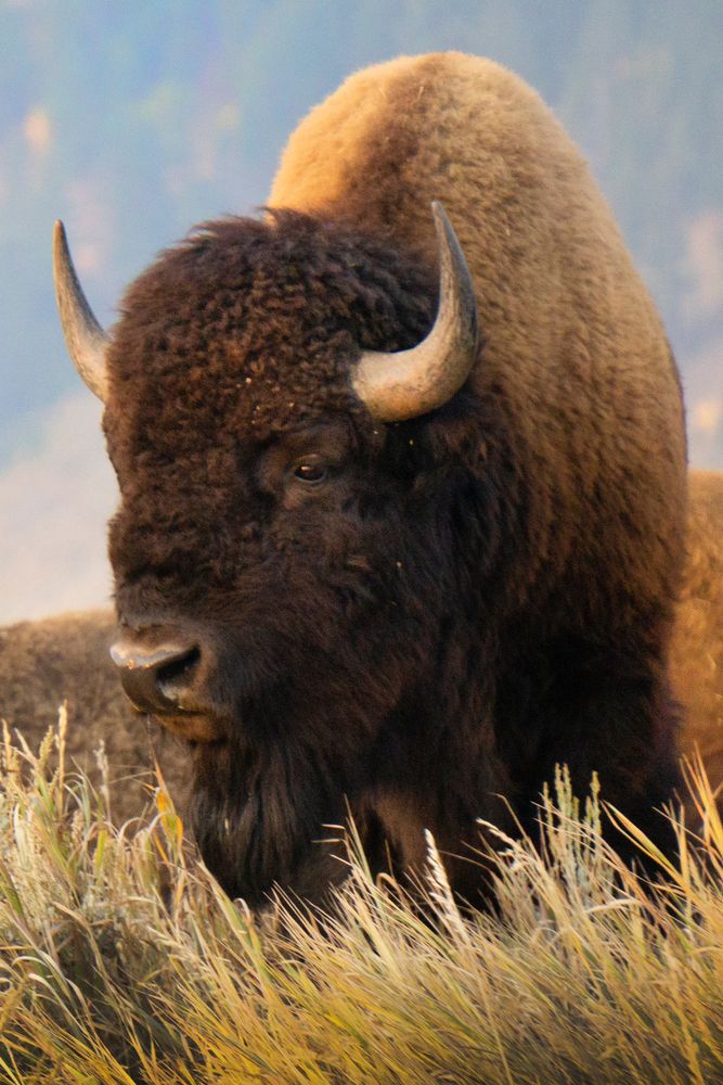 A large bison at Grand Teton National Park.