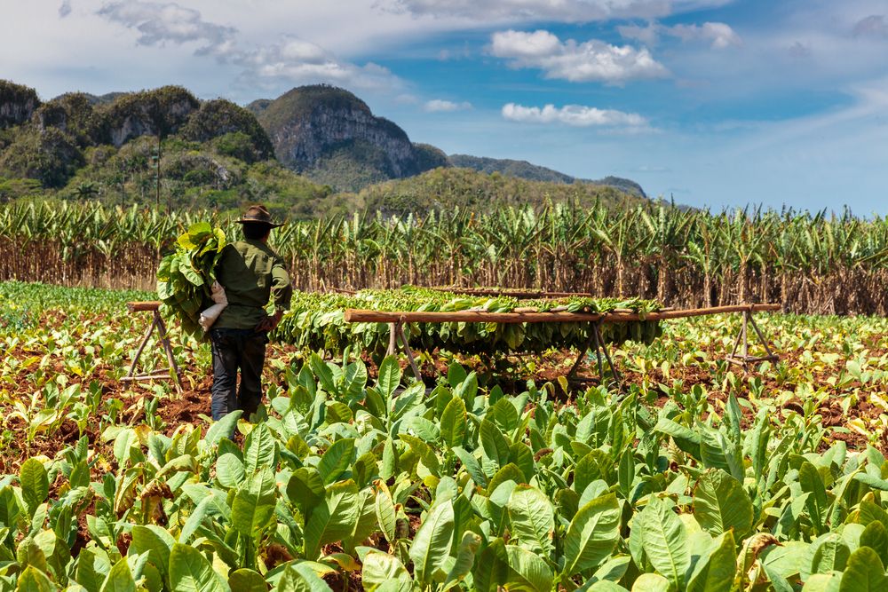 A person harvesting tobacco