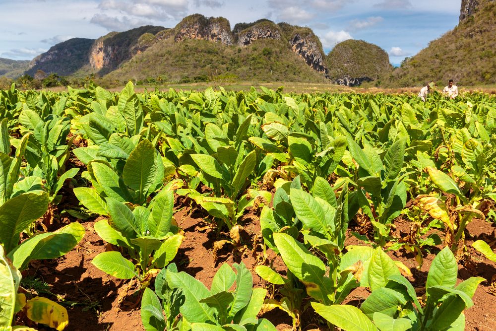 Cigar Plantation of Vinales