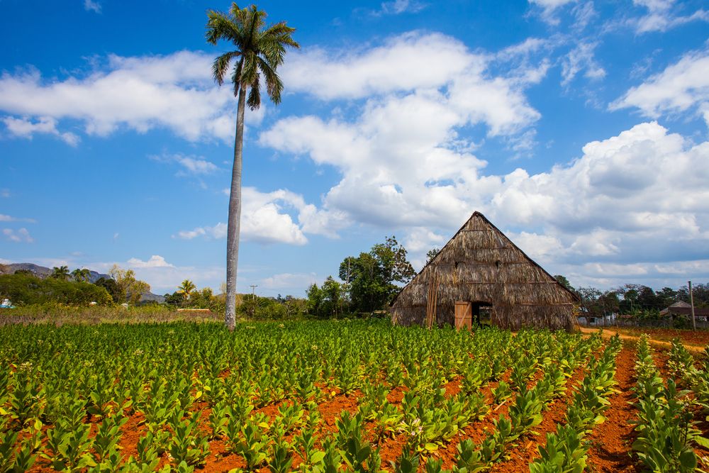 Exterior of a drying shed next to Cigar Plantation