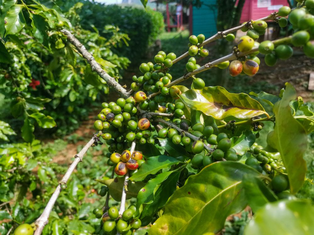 Coffee plants at Coffee Farm