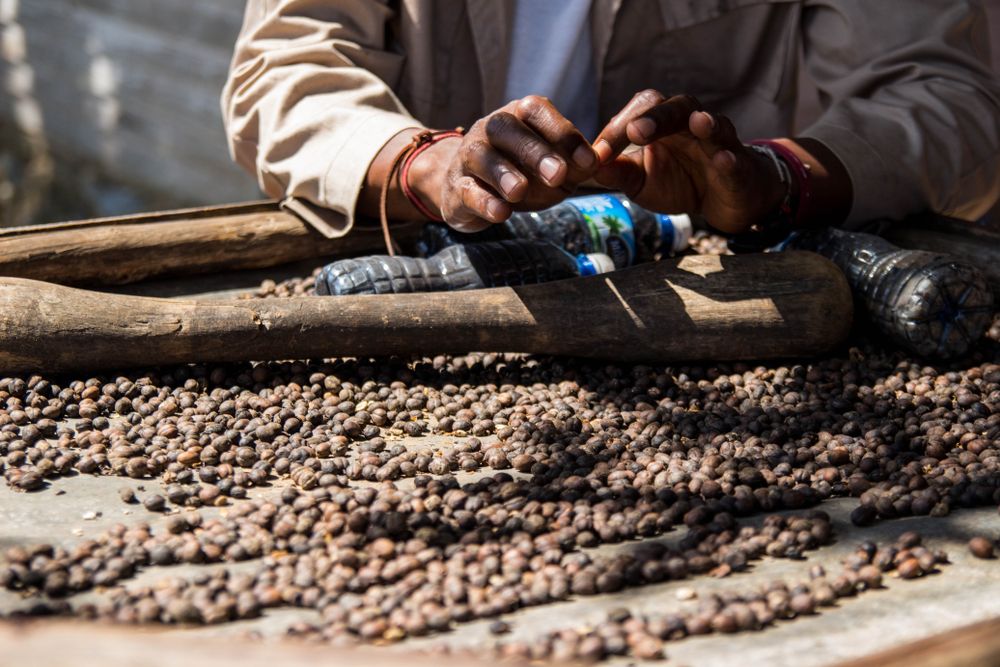 A person drying coffee beans by hand at Coffee Farm
