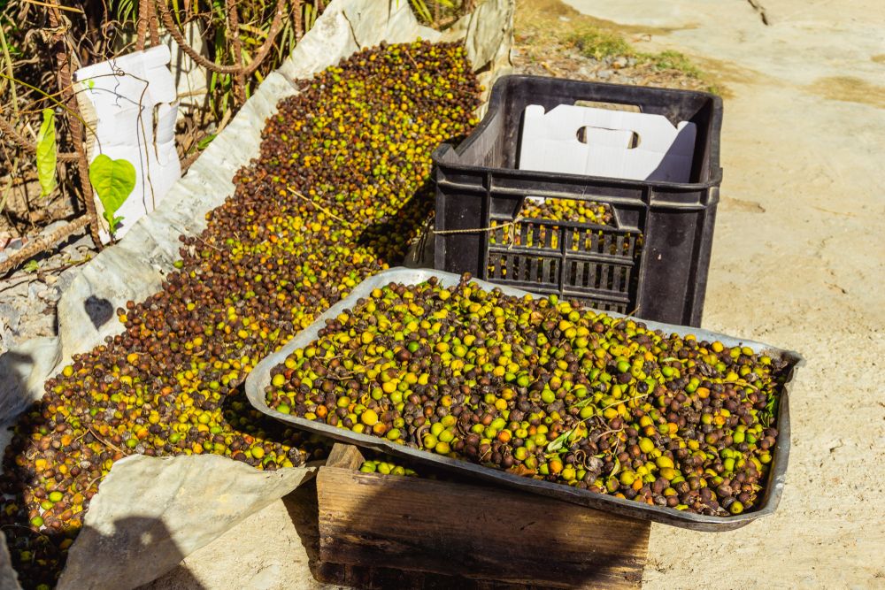 Coffee beans drying under the sun at Coffee Farm