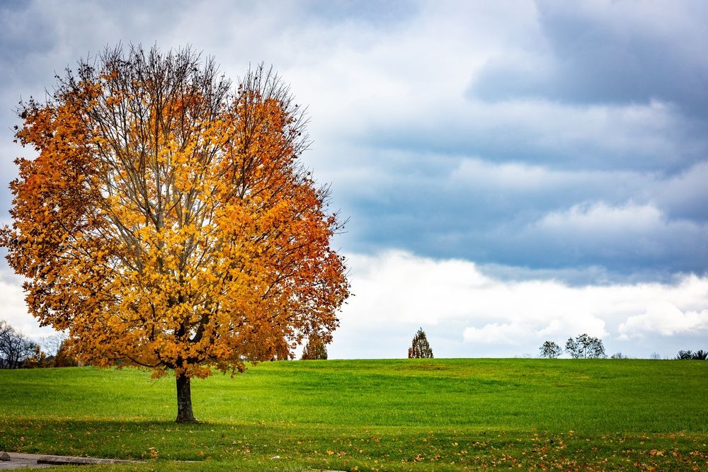Jacobson Park's open space