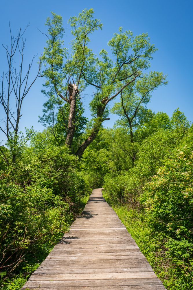 Boardwalk trail at Ganondagan State Historic Site
