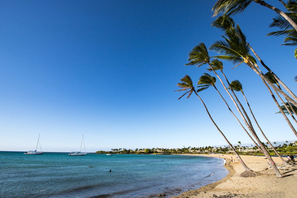 Palm trees near Anaeho’omalu Beach shore