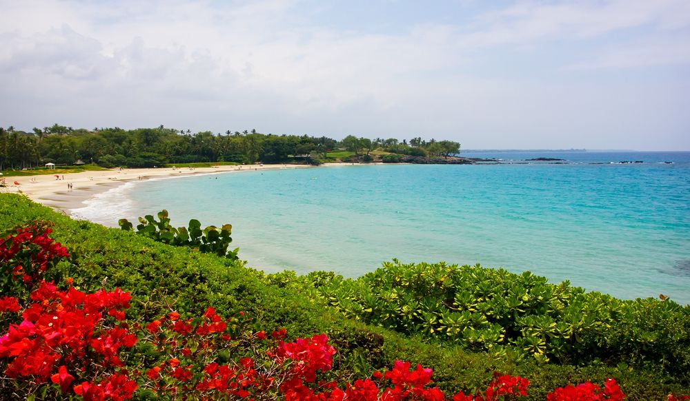 Colorful flowers at Hapuna Beach State Park