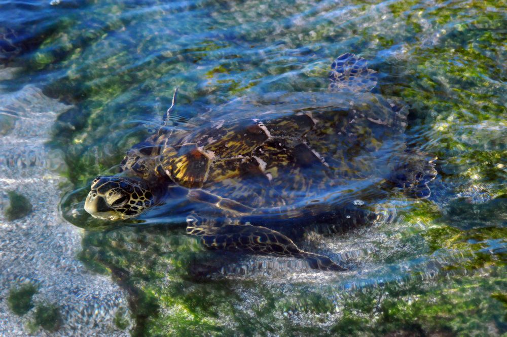 Green sea turtle on Mauna Lani Resort