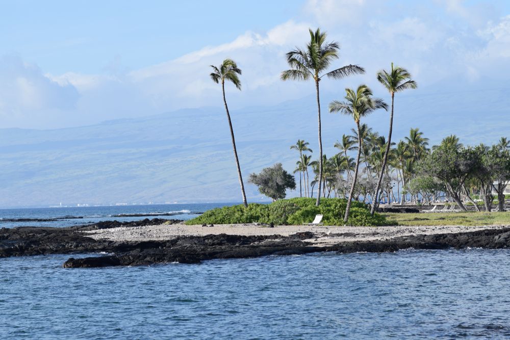 Palm trees around Mauna Lani Resort