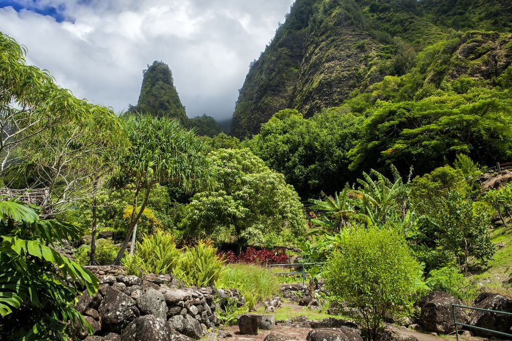 Lush trees at Iao Valley State Park