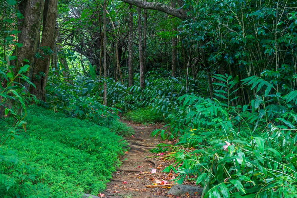 Hiking trail at Iao Valley State Park
