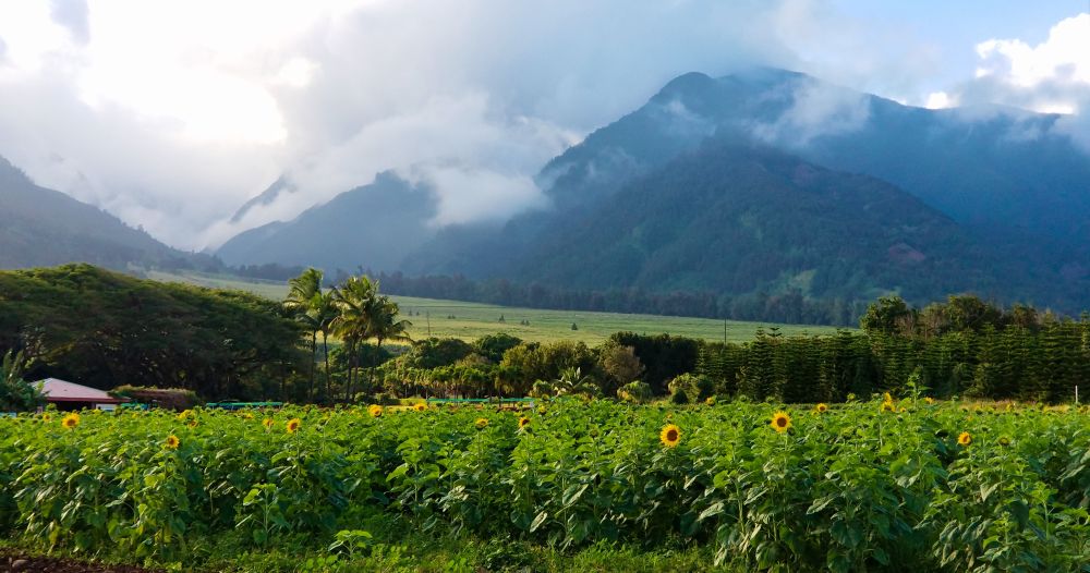 Scenic view of Maui Tropical Plantation