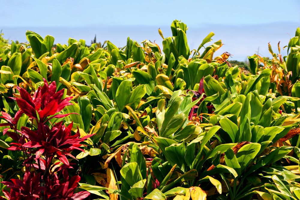 Vibrant plants at Maui Tropical Plantation