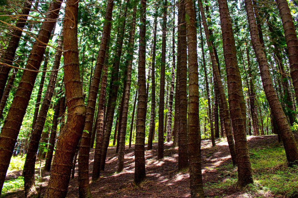 Trees along Waihe’e Ridge Trail