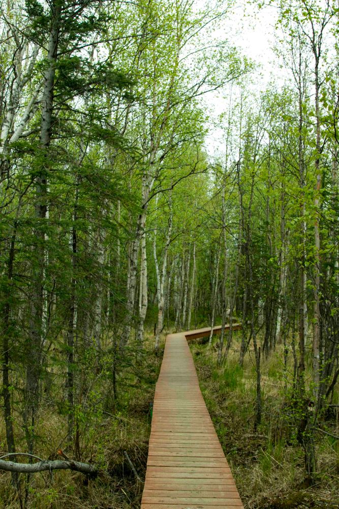 Scenic view of Wasilla Creek Boardwalk Trail