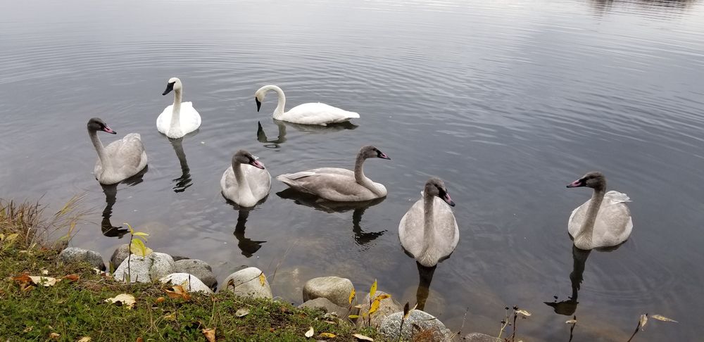 Swan family on Wasilla Lake