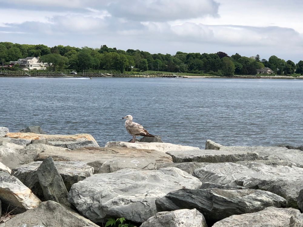 Seagull on a rock at Oakland Beach