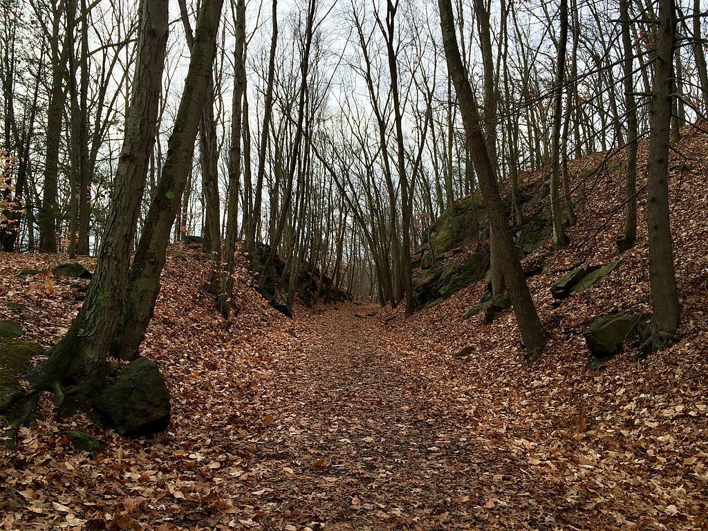 The woods of Whittemore Glen State Park