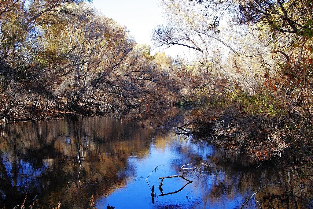 Palm lake at Hassayampa River Preserve