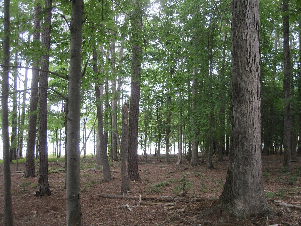 Nature trail at Falls Lake State Recreation Area