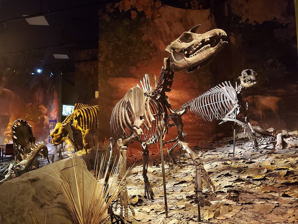 Dinosaur exhibit in Gray Fossil Site & Museum
