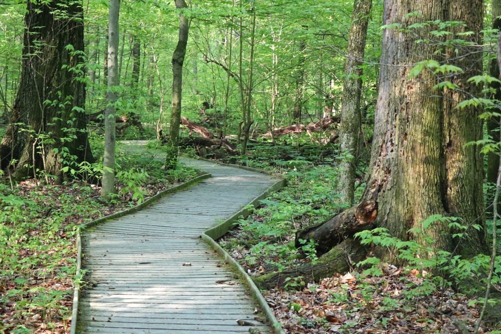 A boardwalk at Johnson Woods State Nature Preserve