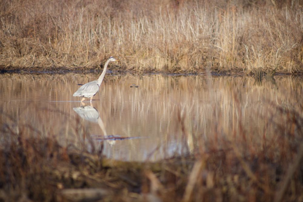 A heron at Occoquan Bay National Wildlife Refuge