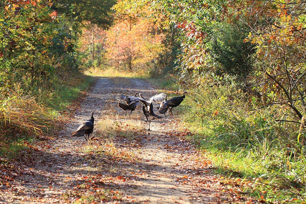 Wild turkey at Occoquan Bay National Wildlife Refuge