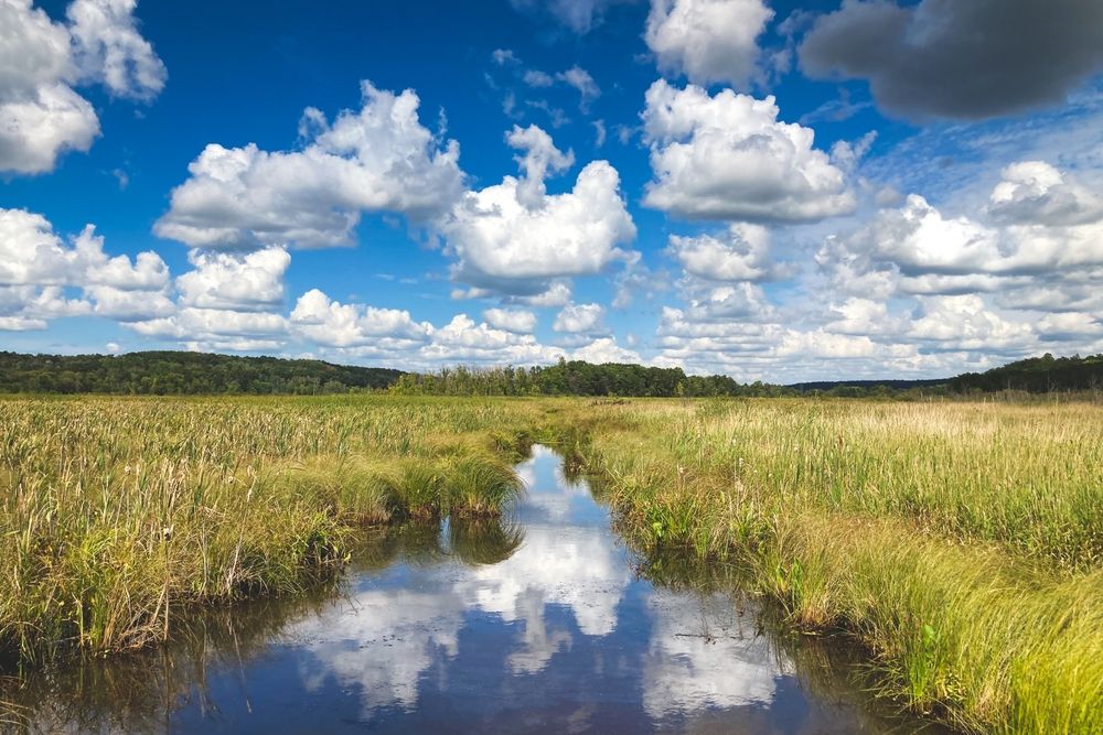A swamp at William O'Brien State Park