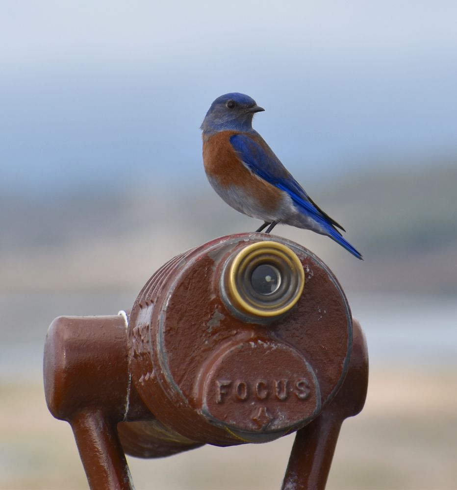 Bird at Elkhorn Slough National Estuarine Research Reserve