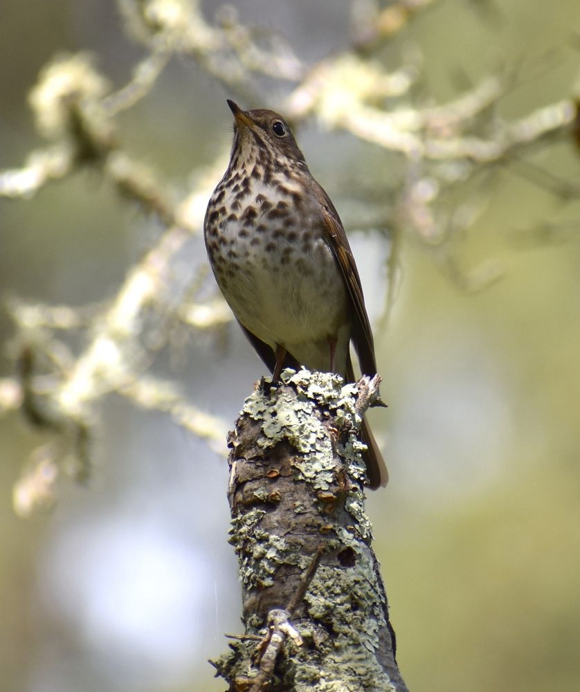 Bird at Pinto Lake County Park