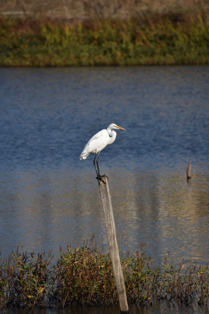 Great egret at Struve Slough