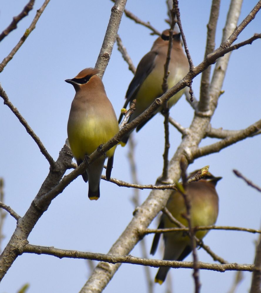 Birds at Struve Slough