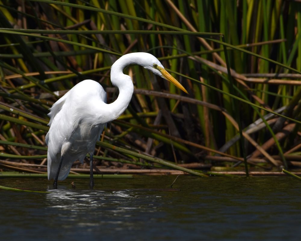 Birds at Struve Slough wetlands