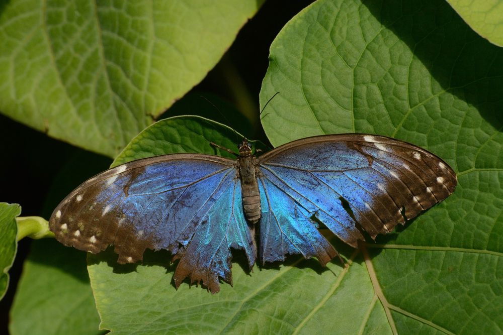 Morpho butterfly at Butterfly Pavilion