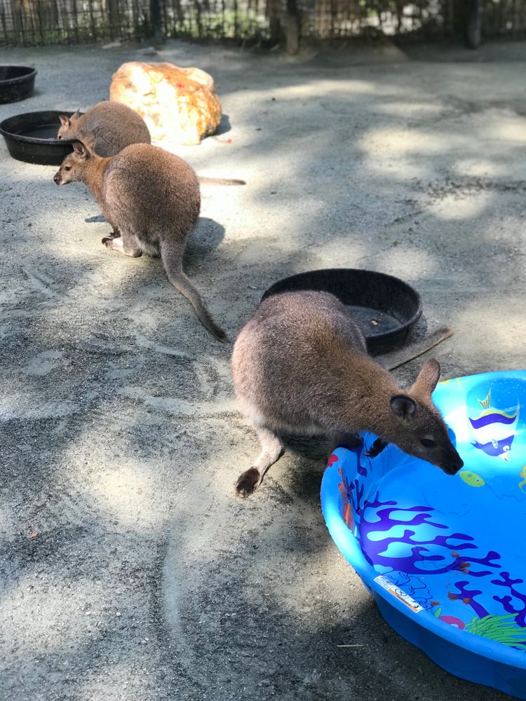 Kangaroos at Brandywine Zoo