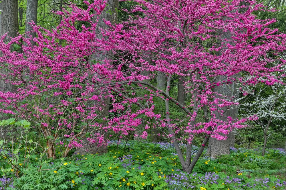 Blooming trees at Mt. Cuba Center
