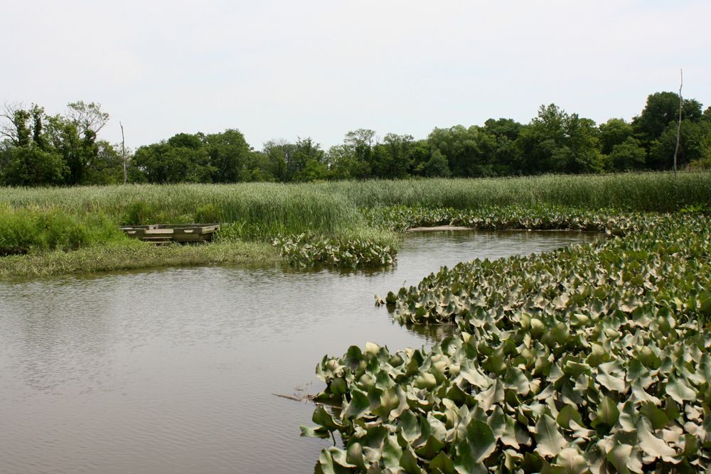 Marsh at Russell W. Peterson Urban Wildlife Refuge