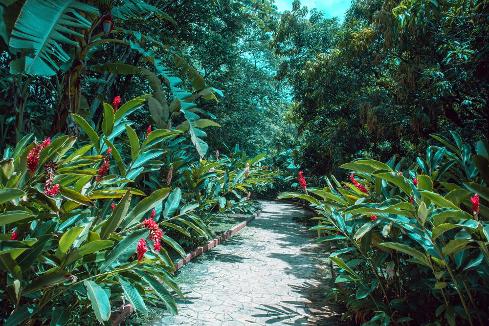 A Garden in Joya de Ceren Archaeological Site