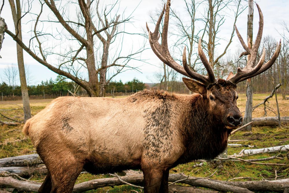 An elk buck at Shalom Wildlife Zoo