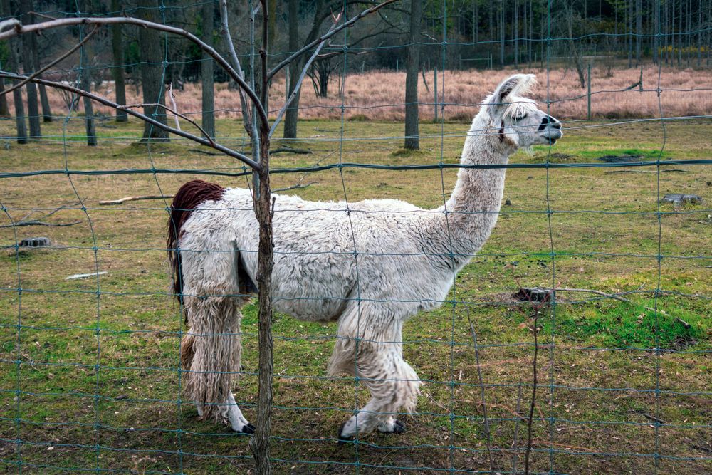 An alpaca at Shalom Wildlife Zoo