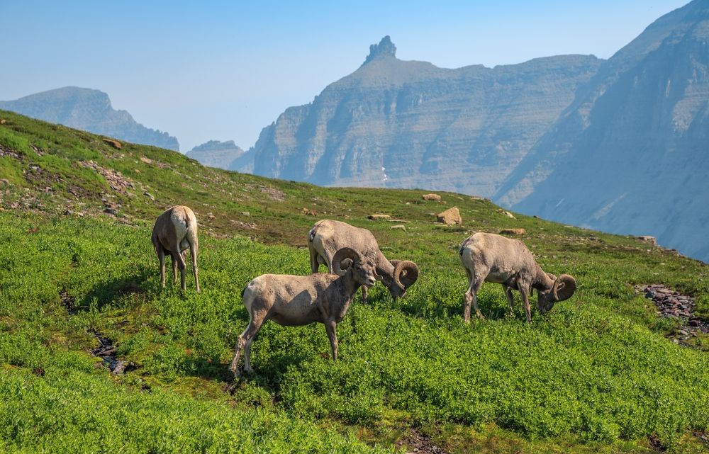 Bighorn sheep at Hidden Lake Overlook