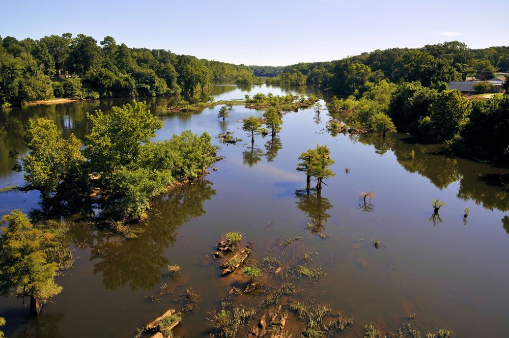 Trees on Coosa River