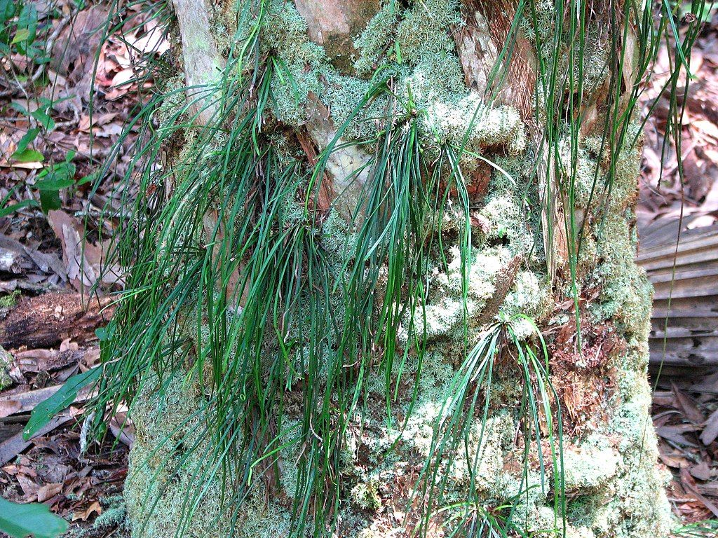 Vittaria lineata at Flat Island Preserve
