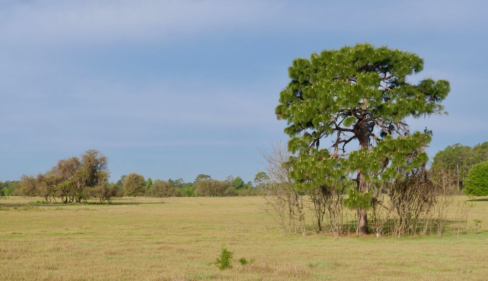 Grazed meadow of Lake Panasoffkee Wildlife Management Area
