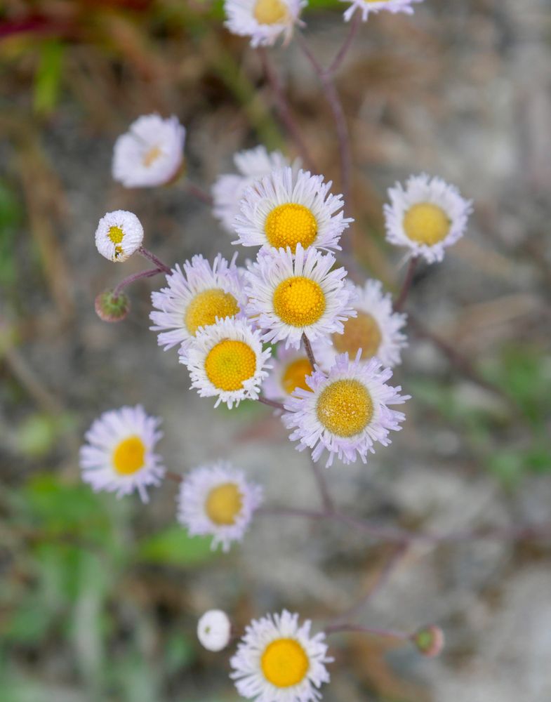 Oakleaf fleabane flower at Lake Panasoffkee Wildlife Management Area