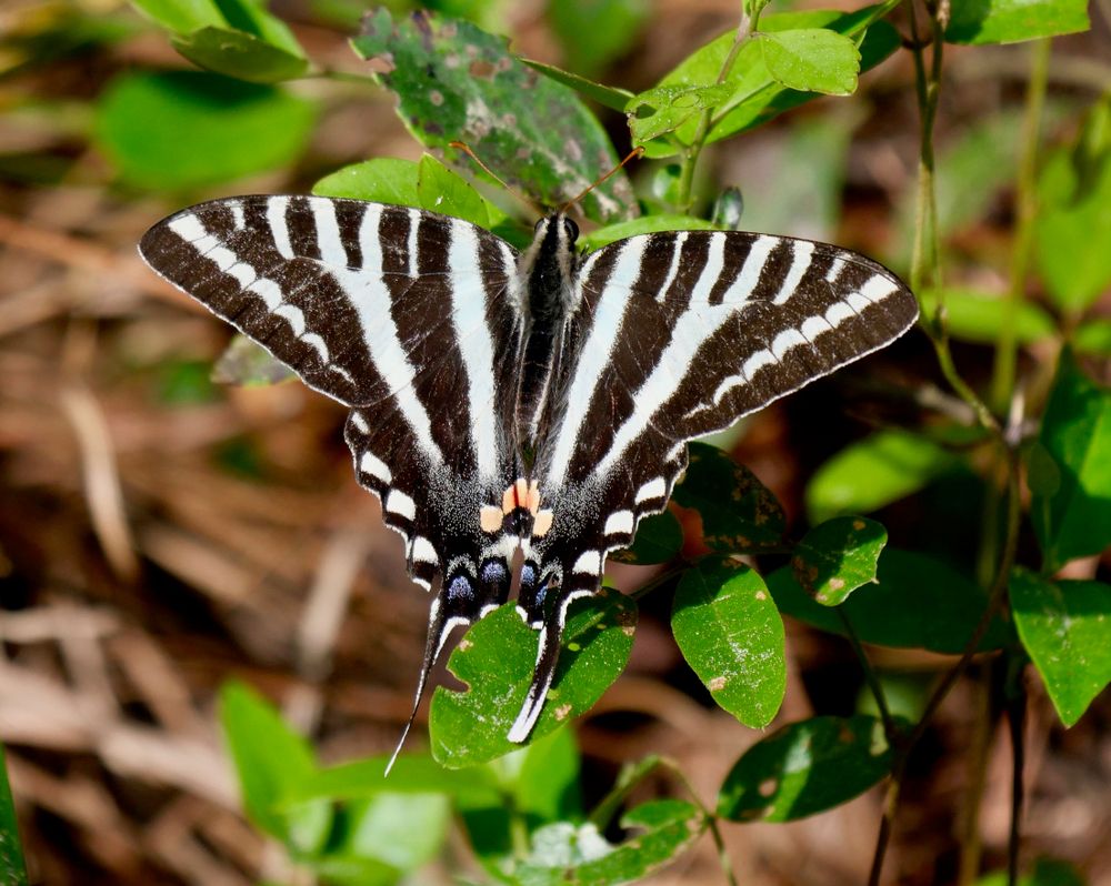 Zebra swallowtail butterfly at Lake Panasoffkee Wildlife Management Area