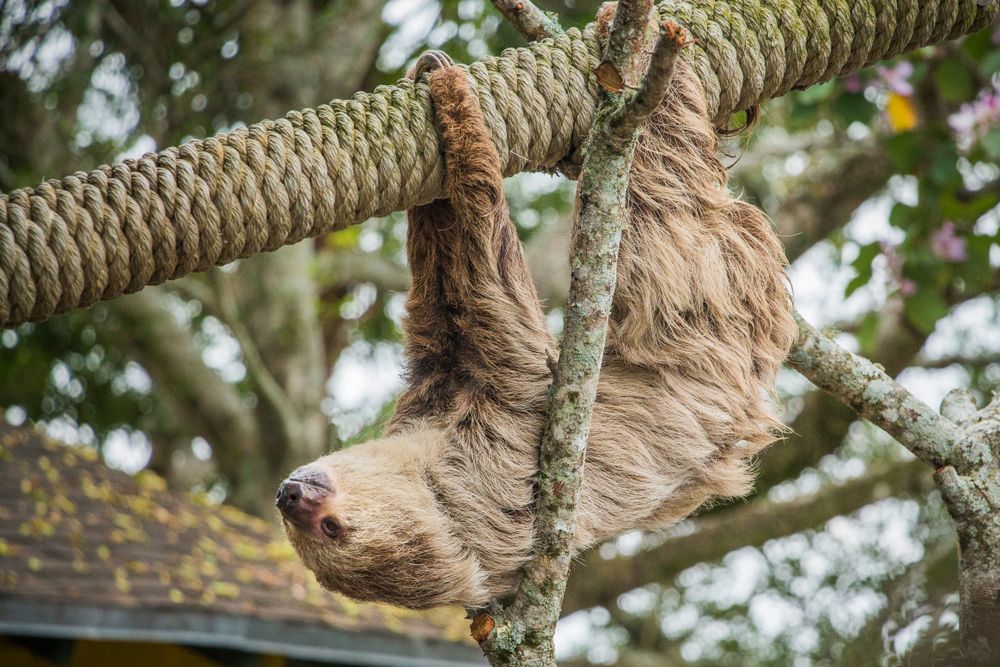 A sloth on a tree at Lion Country Safari