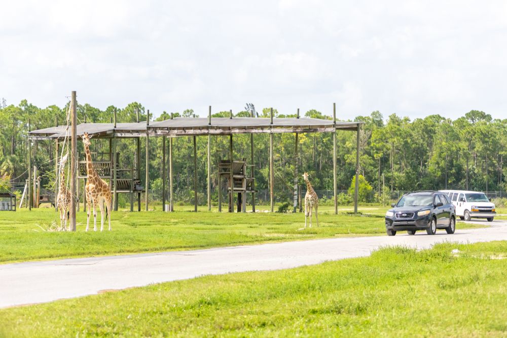 Cars driving by the giraffes at Lion Country Safari