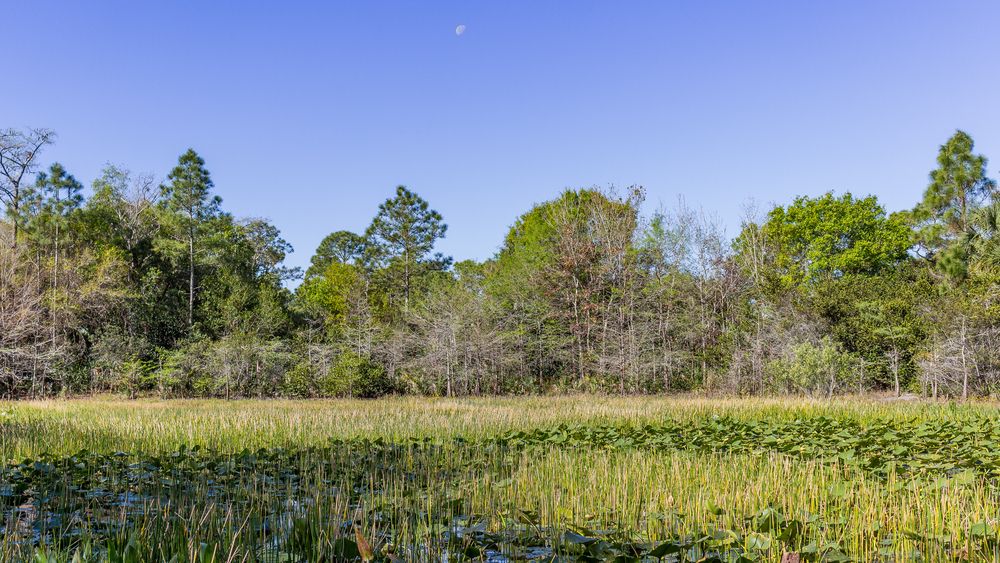 Marshes at Okeeheelee Park